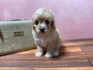 Chocolate cavapoo puppies outlet for sale